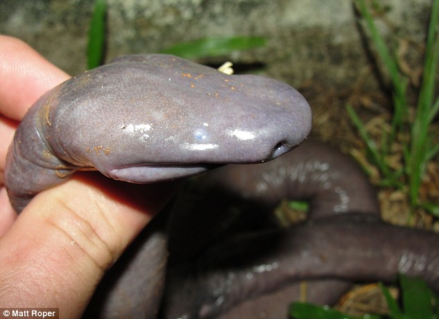 Loài[-]atretochoana[-]eiselti[-]được[-]phát[-]hiện[-]lần[-]đầu[-]tiên[-]từ[-]năm[-]1968